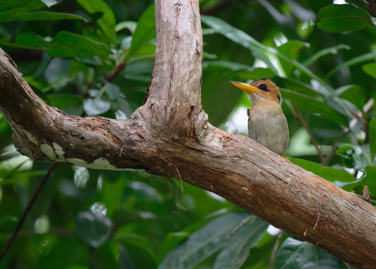 Yellow-billed Kingfisher - ML620736255