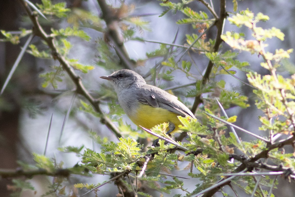 Yellow-bellied Eremomela - ML620736256