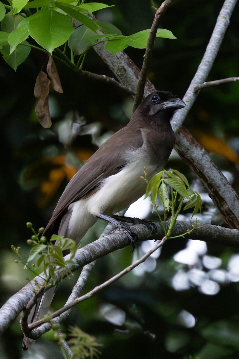 Brown Jay - ML620736257