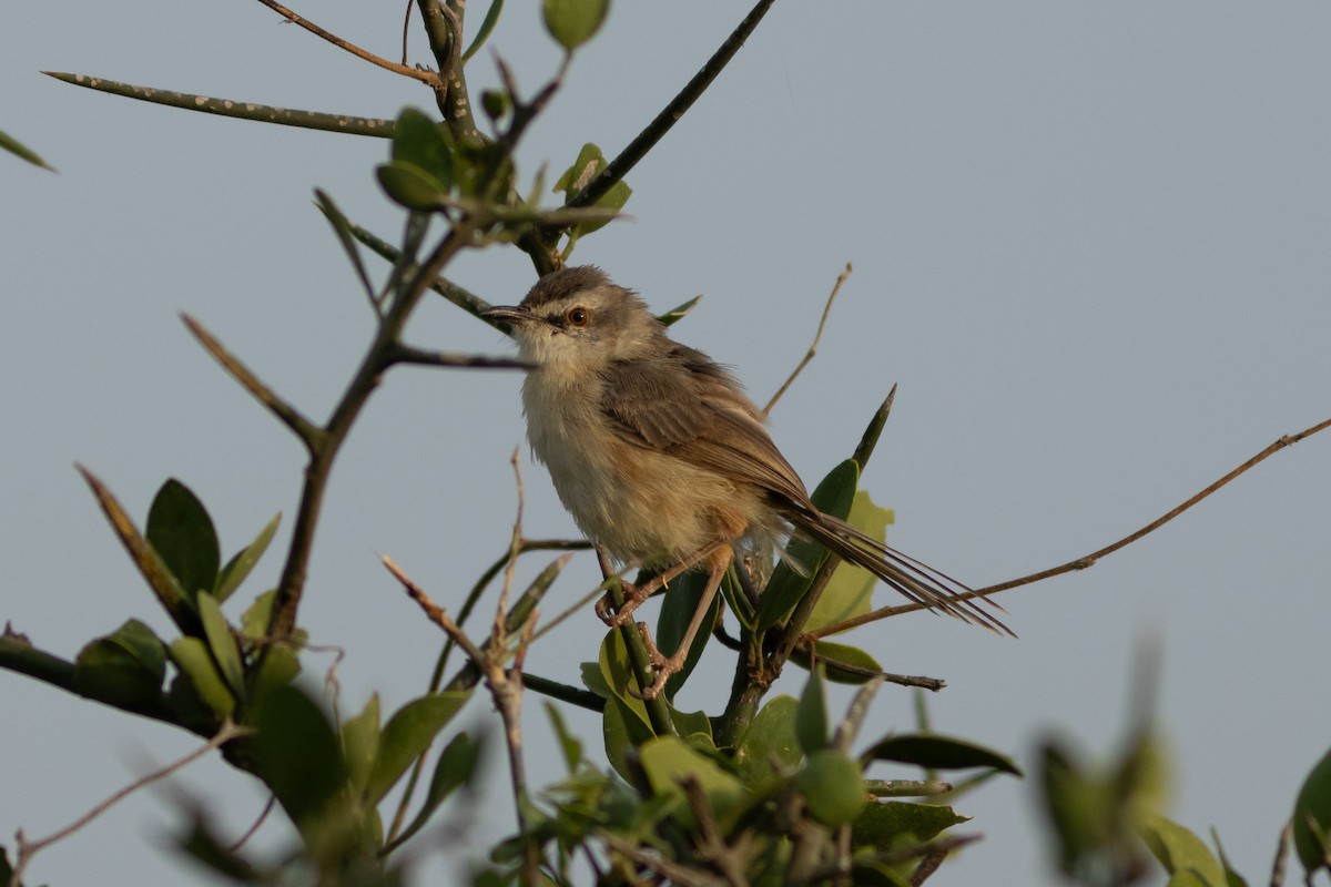 Tawny-flanked Prinia - ML620736260