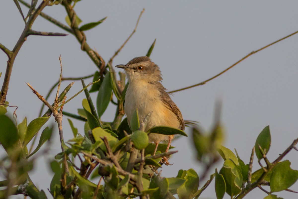 Tawny-flanked Prinia - ML620736261