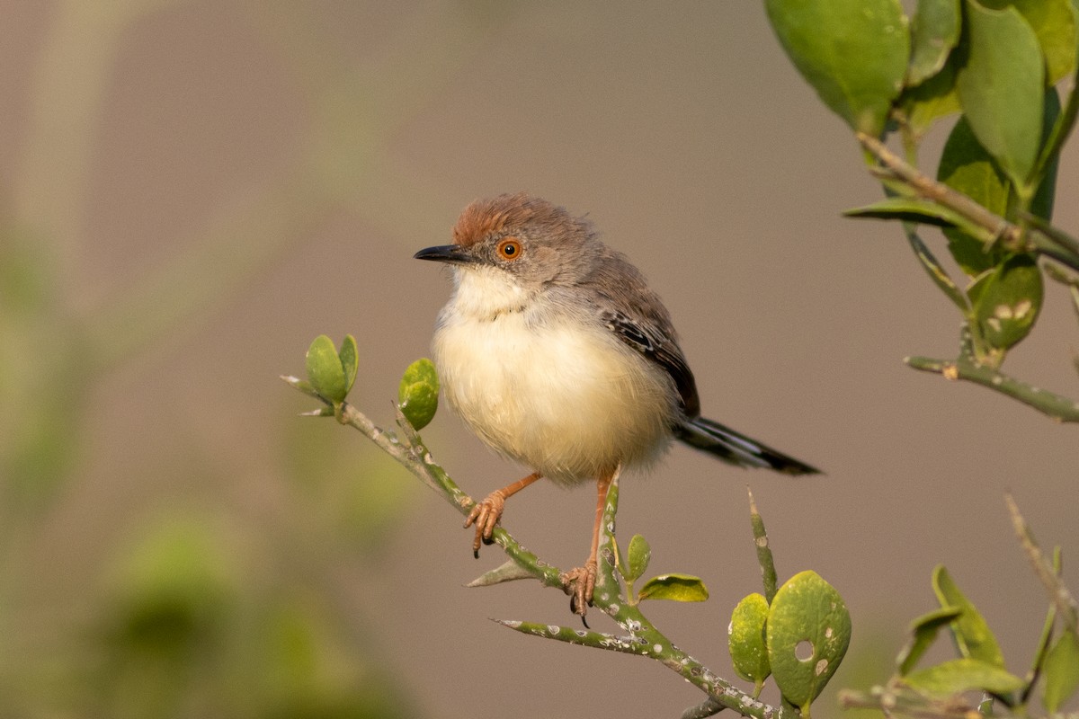 Red-fronted Prinia - ML620736262