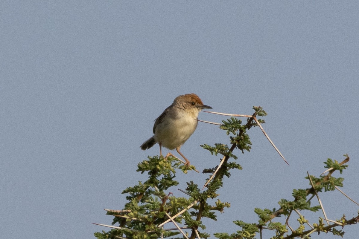 Tiny Cisticola - ML620736265