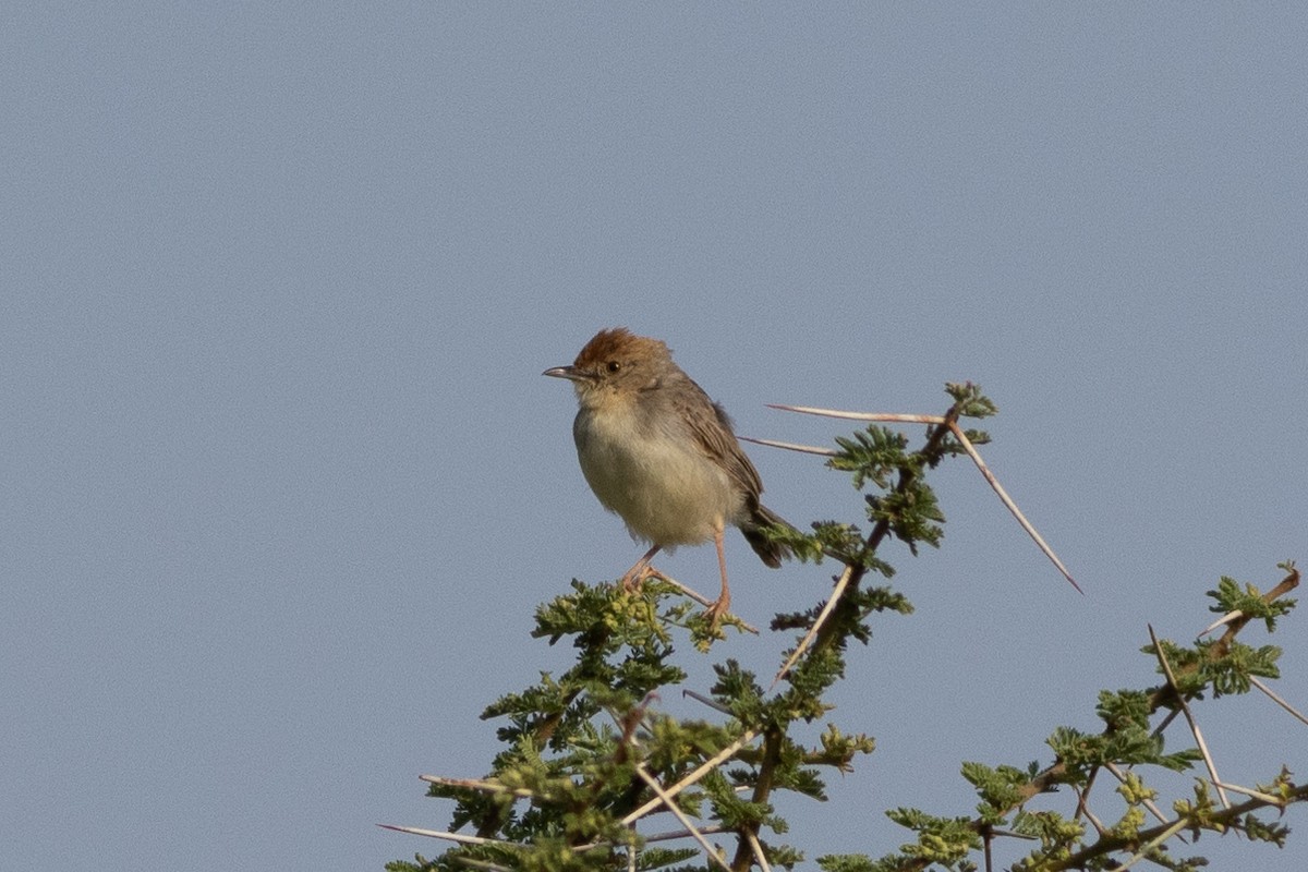 Tiny Cisticola - ML620736266