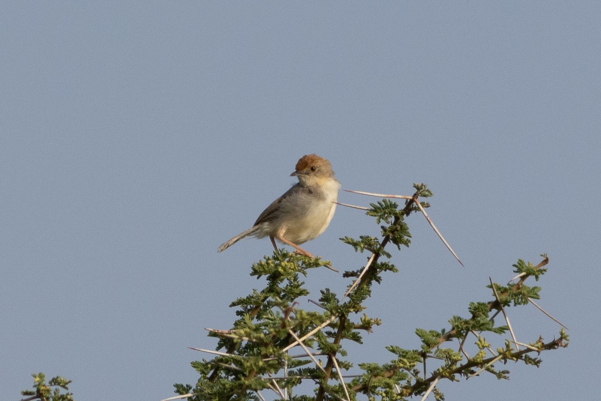 Tiny Cisticola - ML620736267