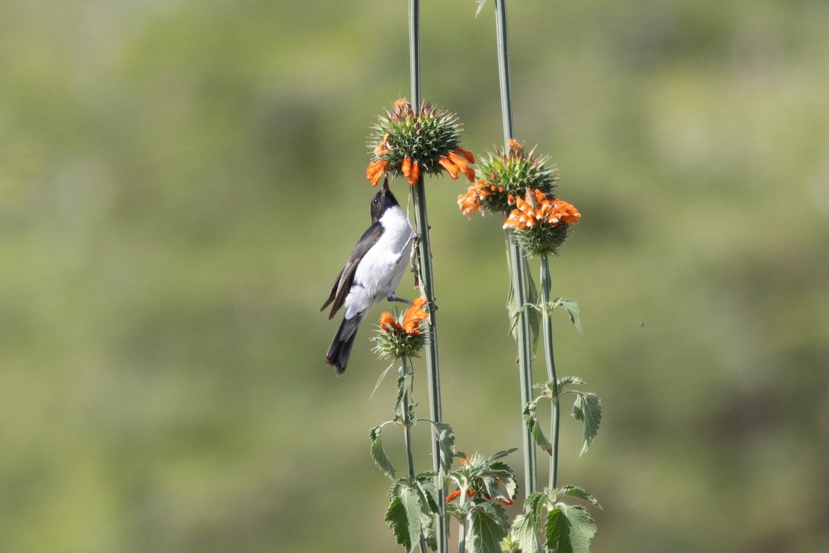 Eastern Violet-backed Sunbird - ML620736276