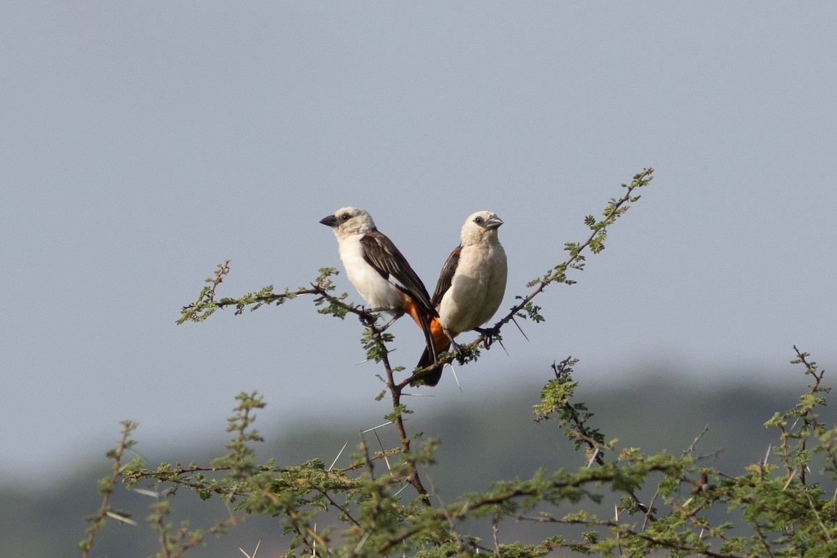 White-headed Buffalo-Weaver - Edward Jenkins