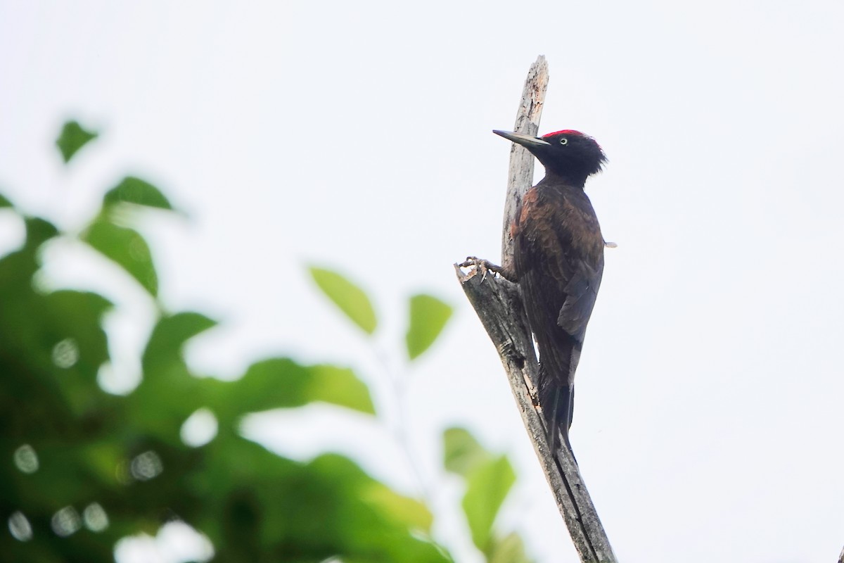Black Woodpecker - ML620736289