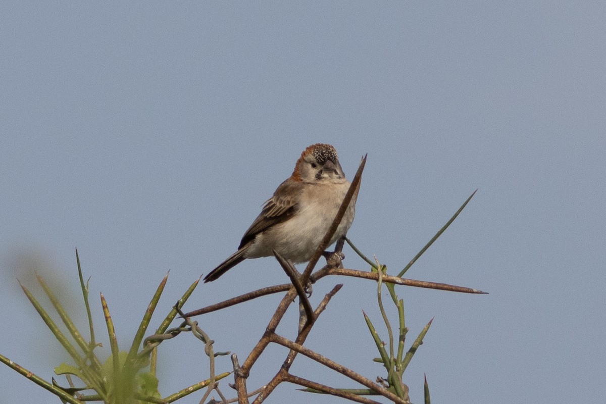 Speckle-fronted Weaver - ML620736290