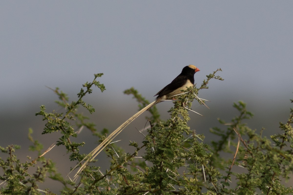 Straw-tailed Whydah - ML620736297