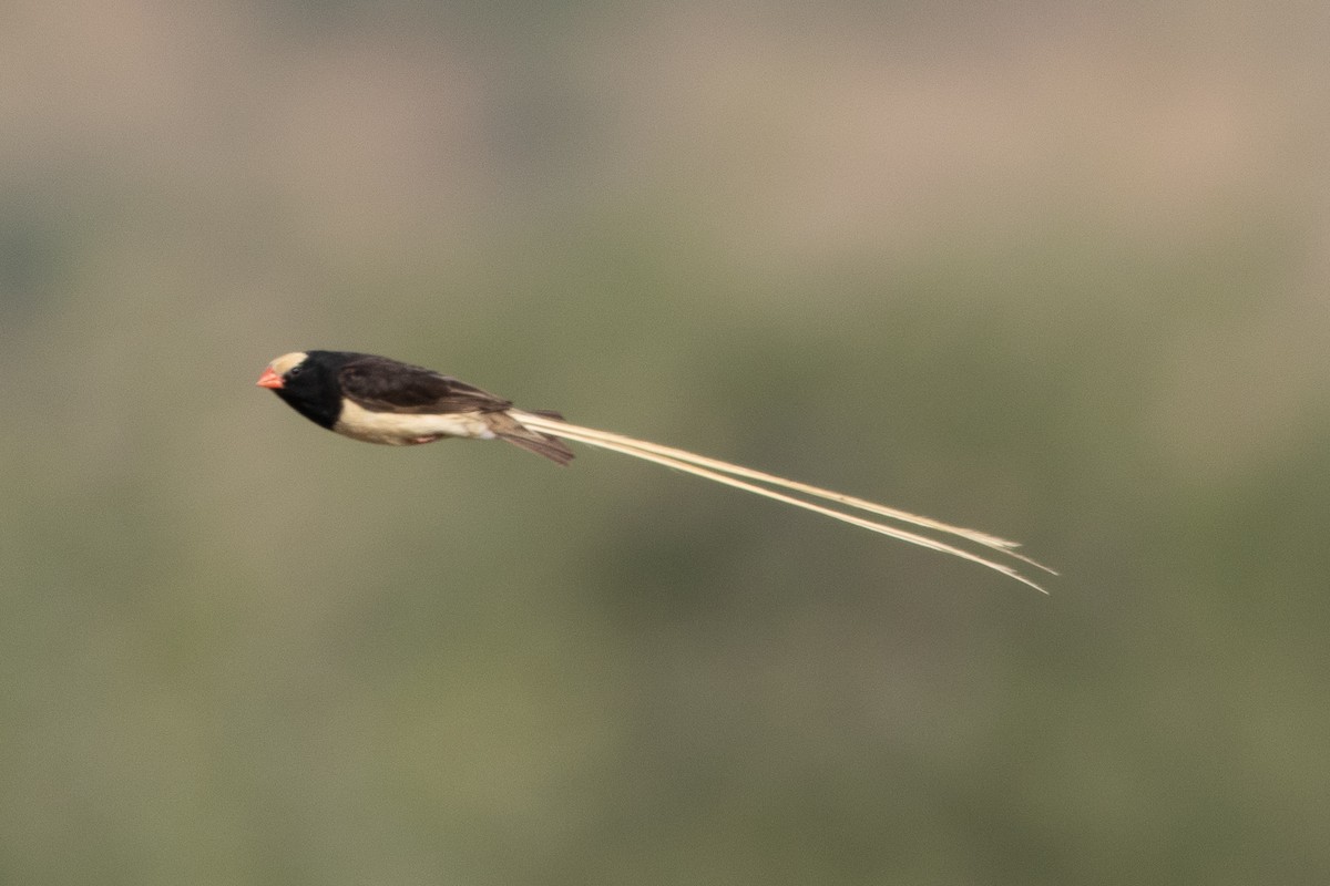 Straw-tailed Whydah - Edward Jenkins