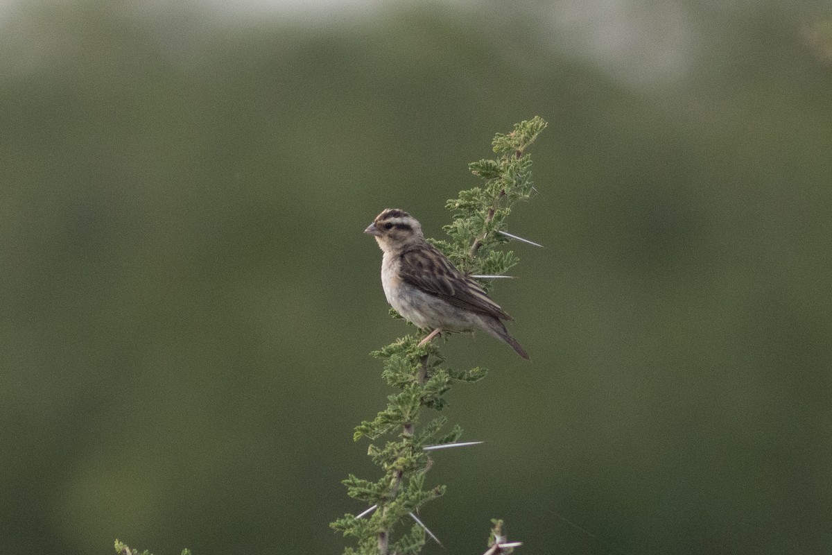 Viuda Senegalesa - ML620736301