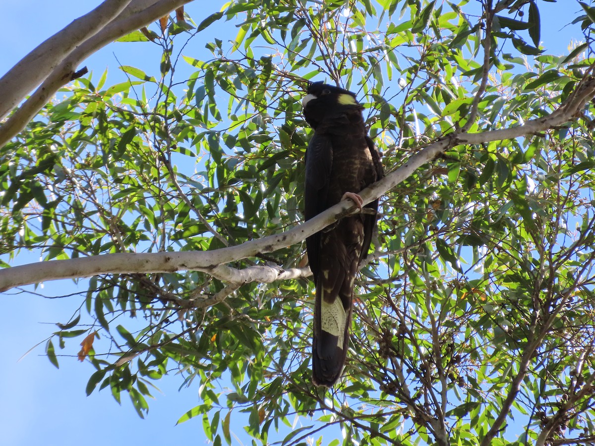 Cacatúa Fúnebre Coliamarilla - ML620736305