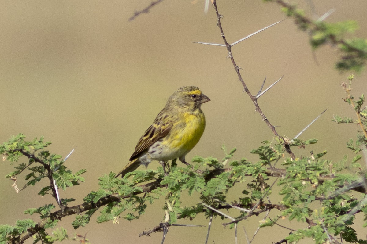 White-bellied Canary - ML620736307
