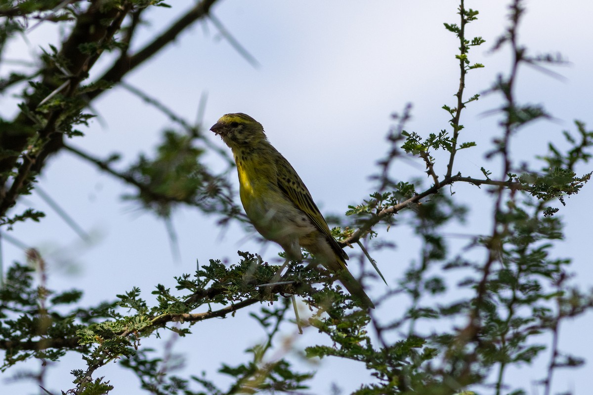 White-bellied Canary - ML620736308