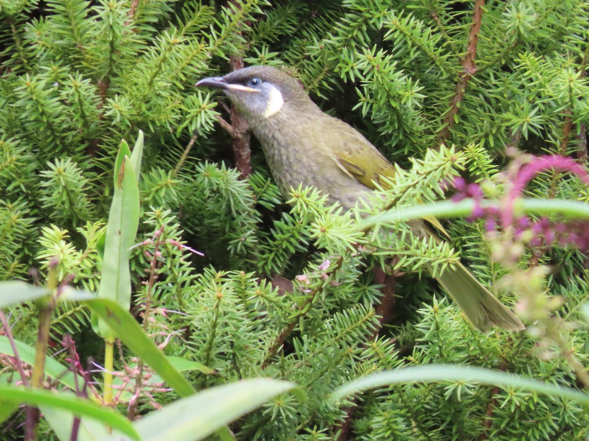 Lewin's Honeyeater - ML620736310