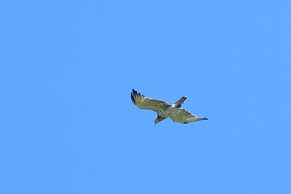 Short-toed Snake-Eagle - ML620736315