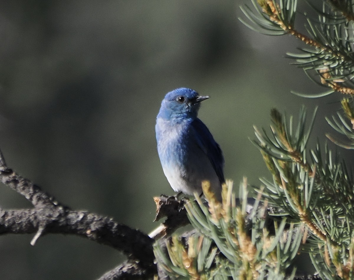 Mountain Bluebird - ML620736316