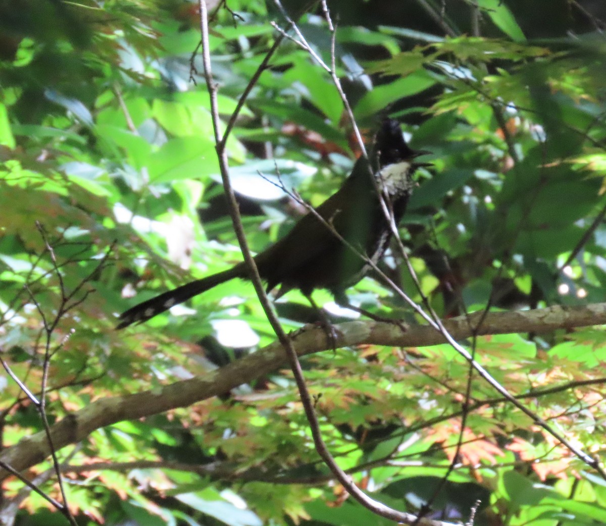 Eastern Whipbird - ML620736318