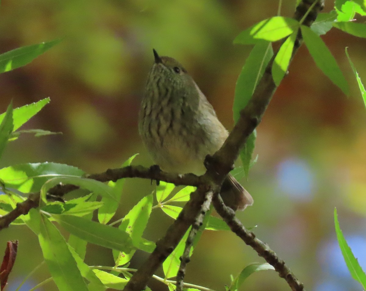 Brown Thornbill - ML620736320