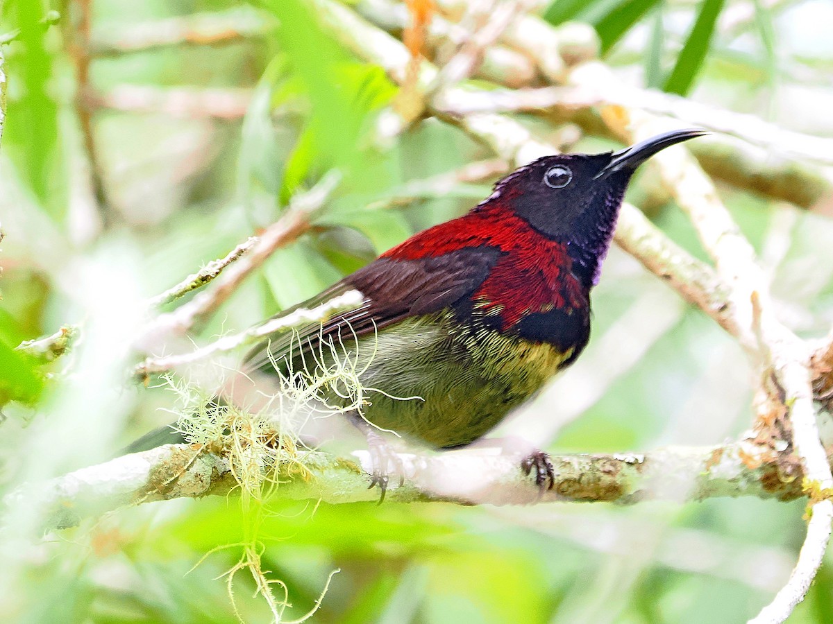 Black-throated Sunbird - Sue Chew Yap