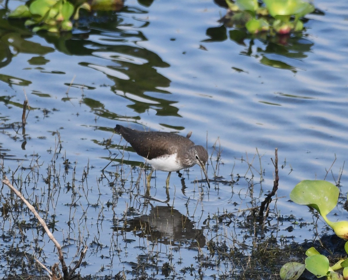 Common Sandpiper - Aishwarya Vijayakumar