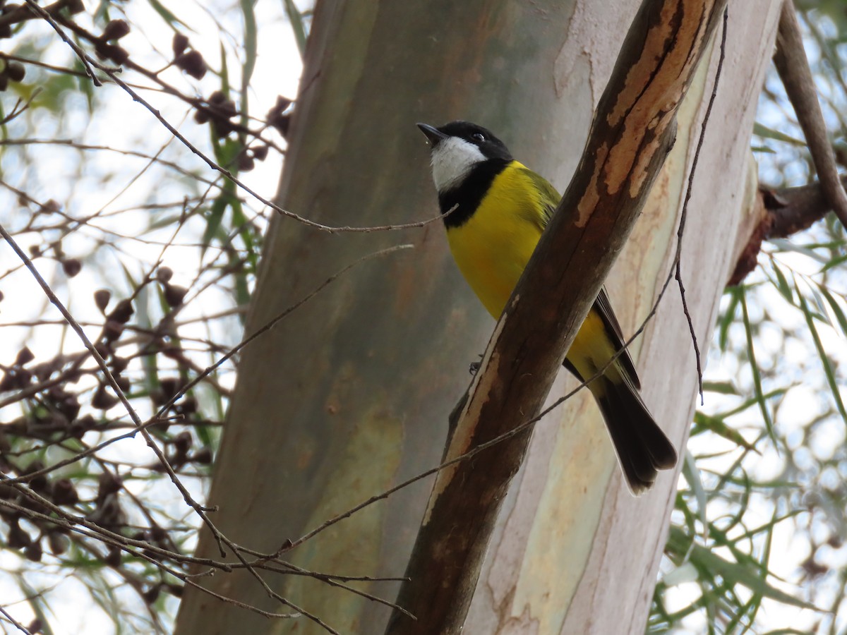 Golden Whistler - ML620736325