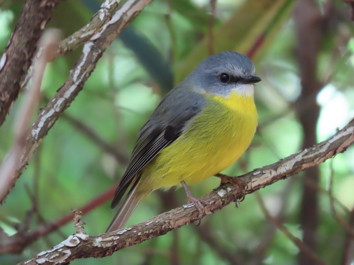 Eastern Yellow Robin - ML620736326