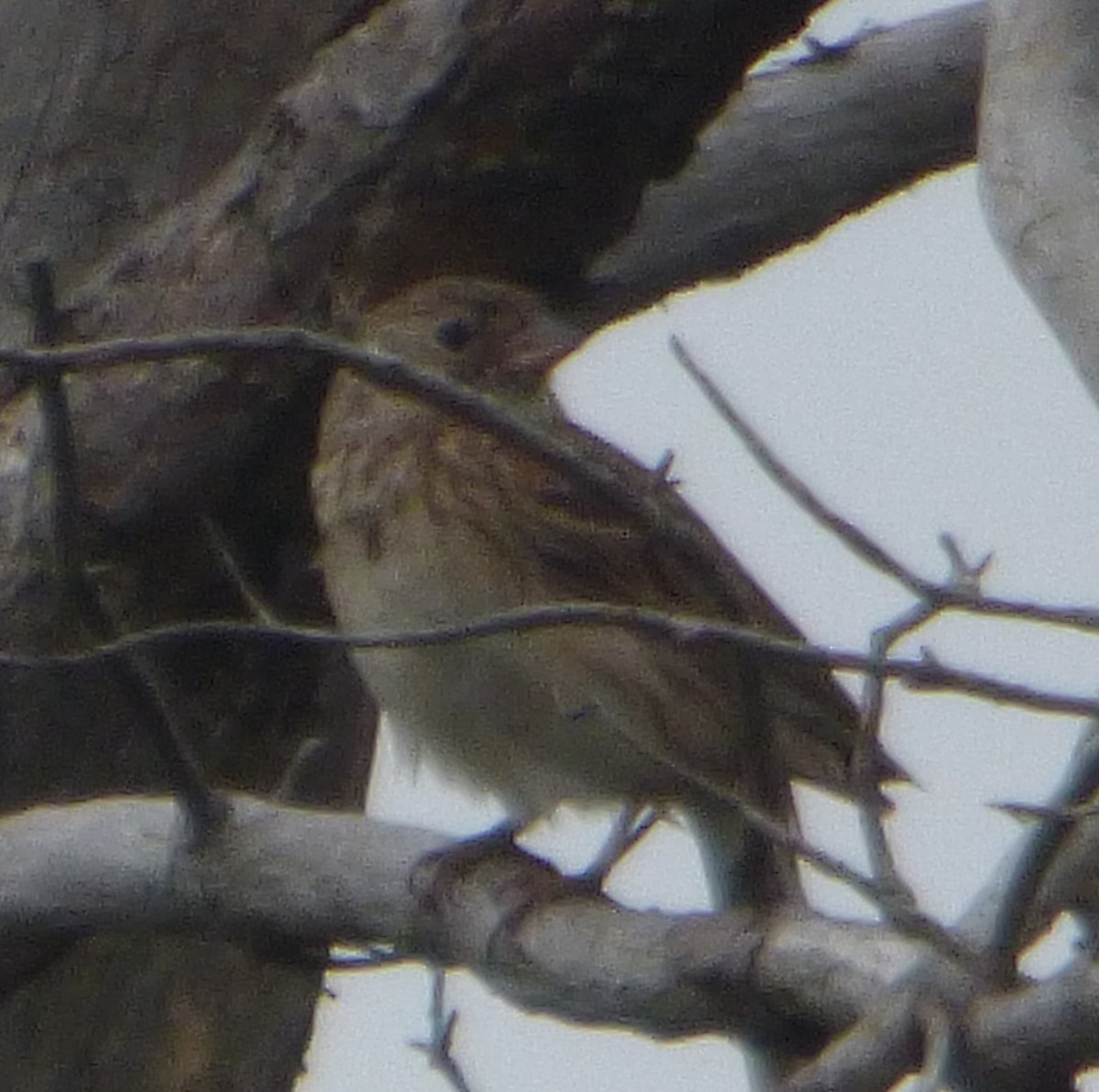 Vesper Sparrow - ML620736327