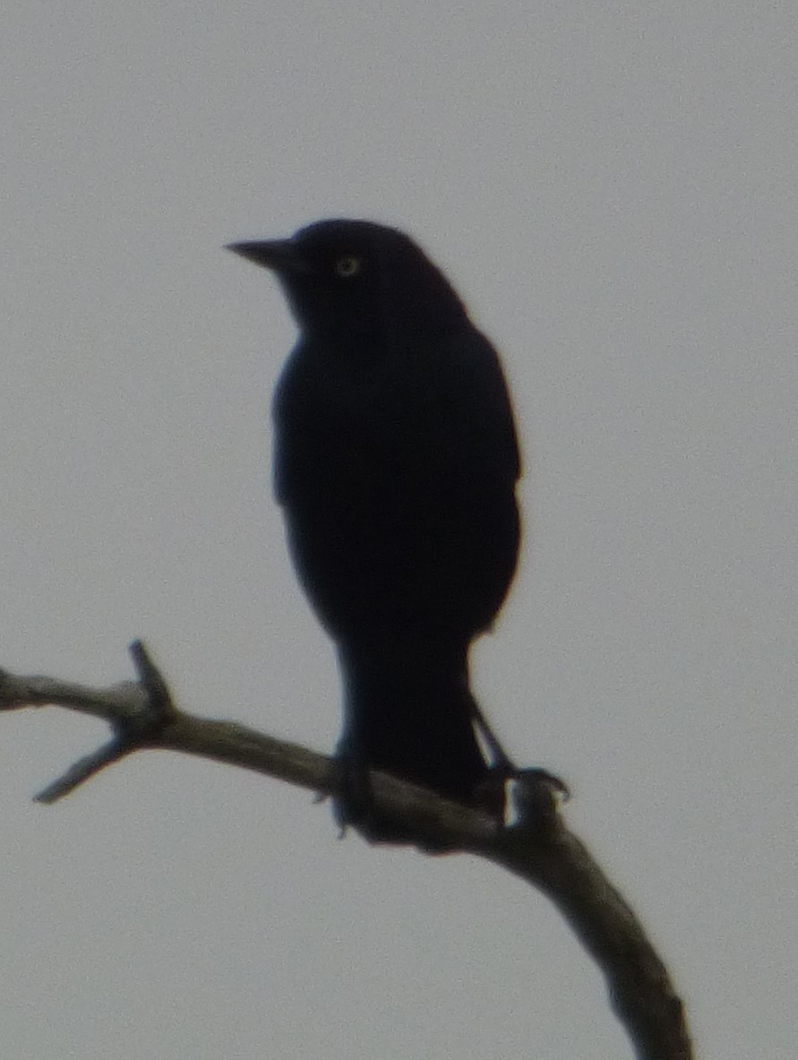 Brewer's Blackbird - ML620736331