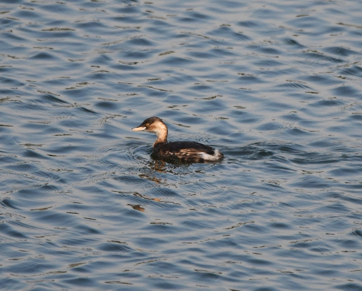 Little Grebe - ML620736336