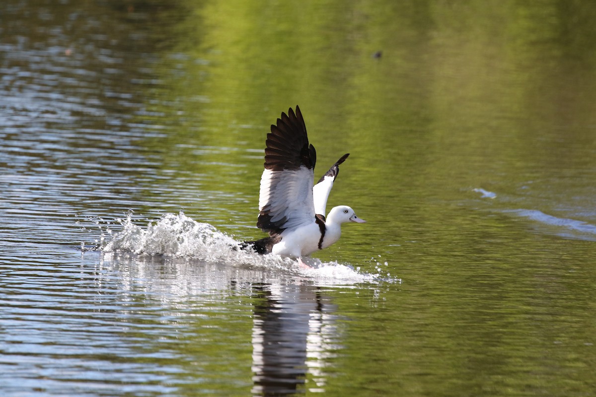 Radjah Shelduck - ML620736337