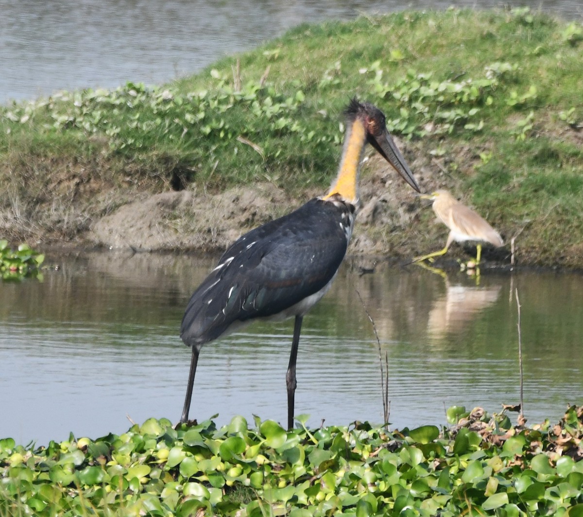 Lesser Adjutant - ML620736348