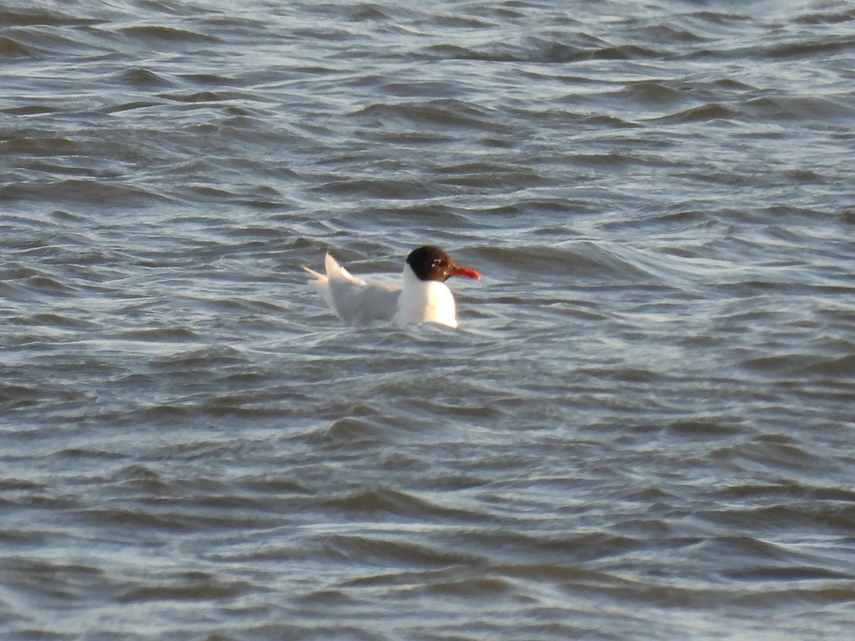 Mediterranean Gull - ML620736350