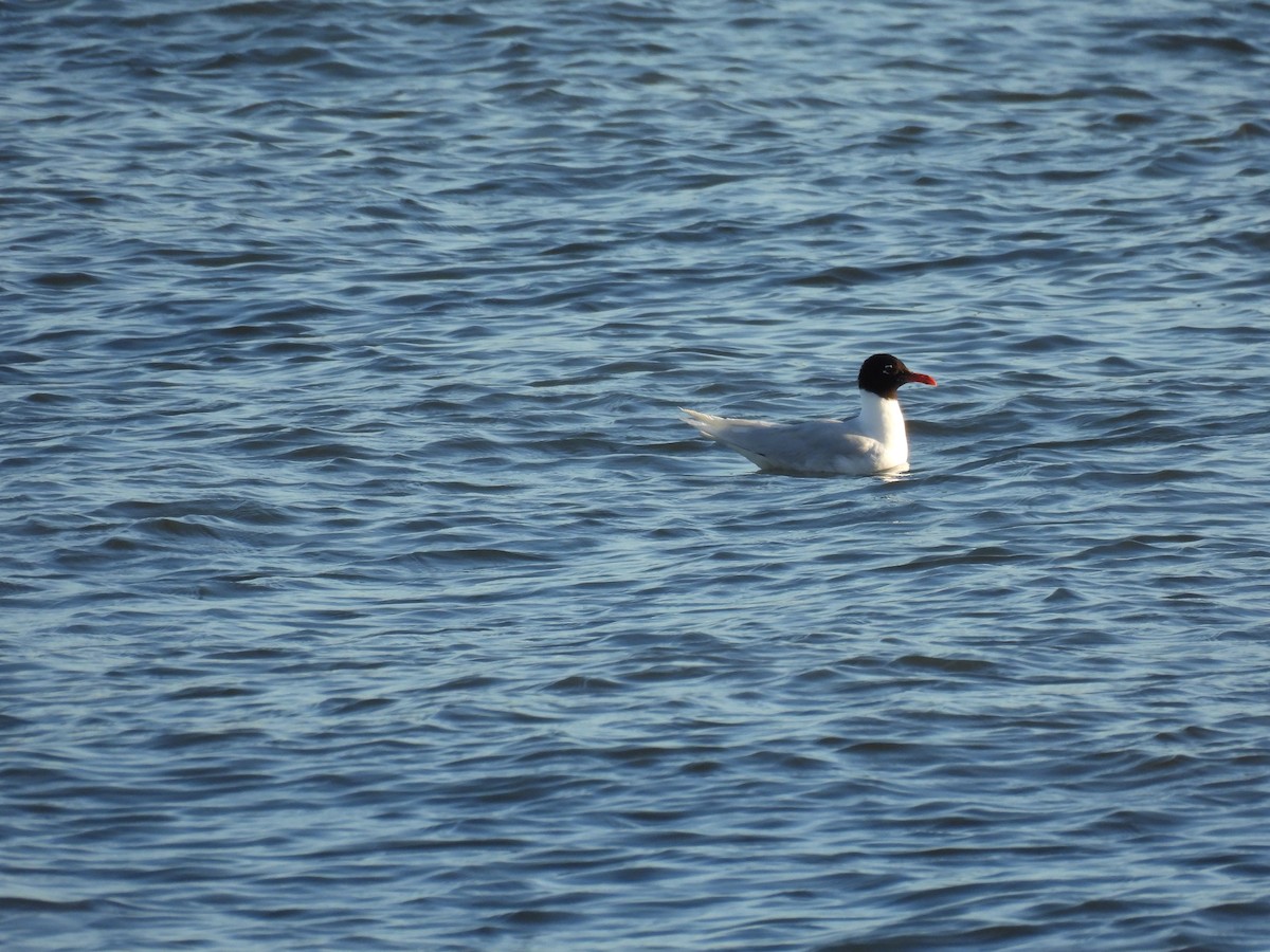 Gaviota Cabecinegra - ML620736352