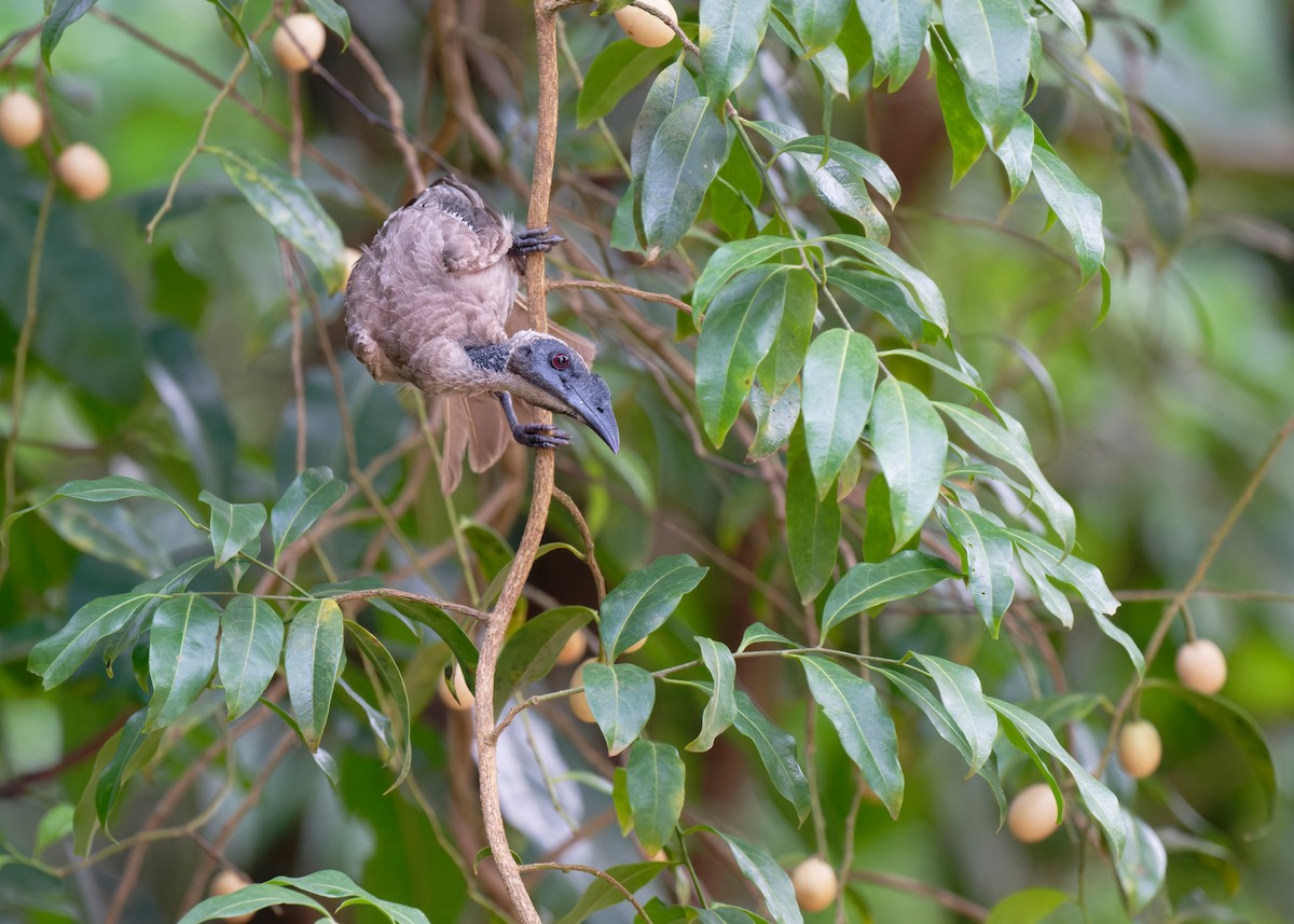 Helmeted Friarbird (Hornbill) - ML620736353