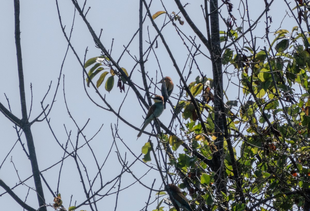 European Bee-eater - ML620736356