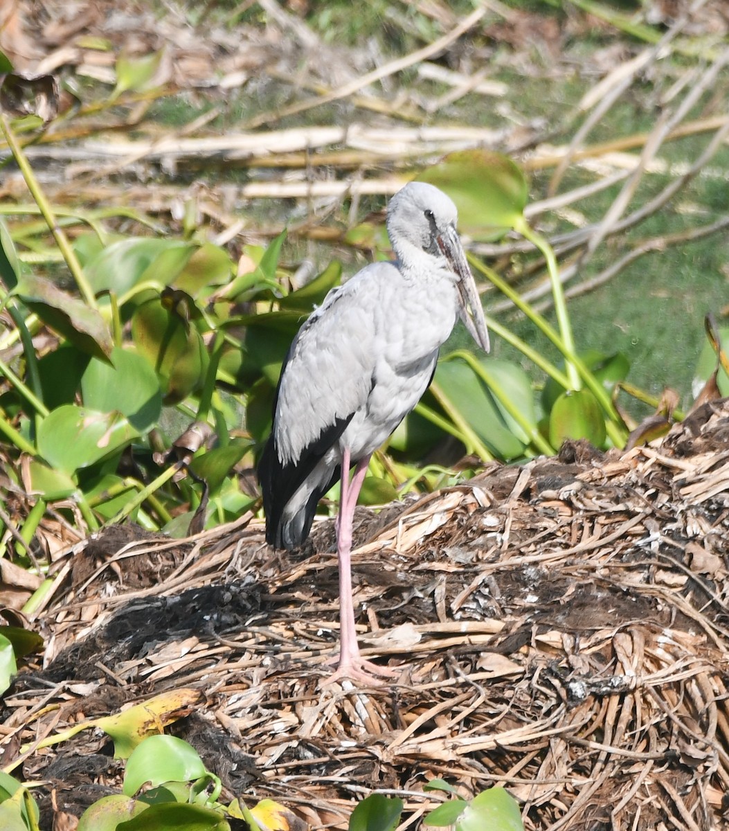 Asian Openbill - ML620736362