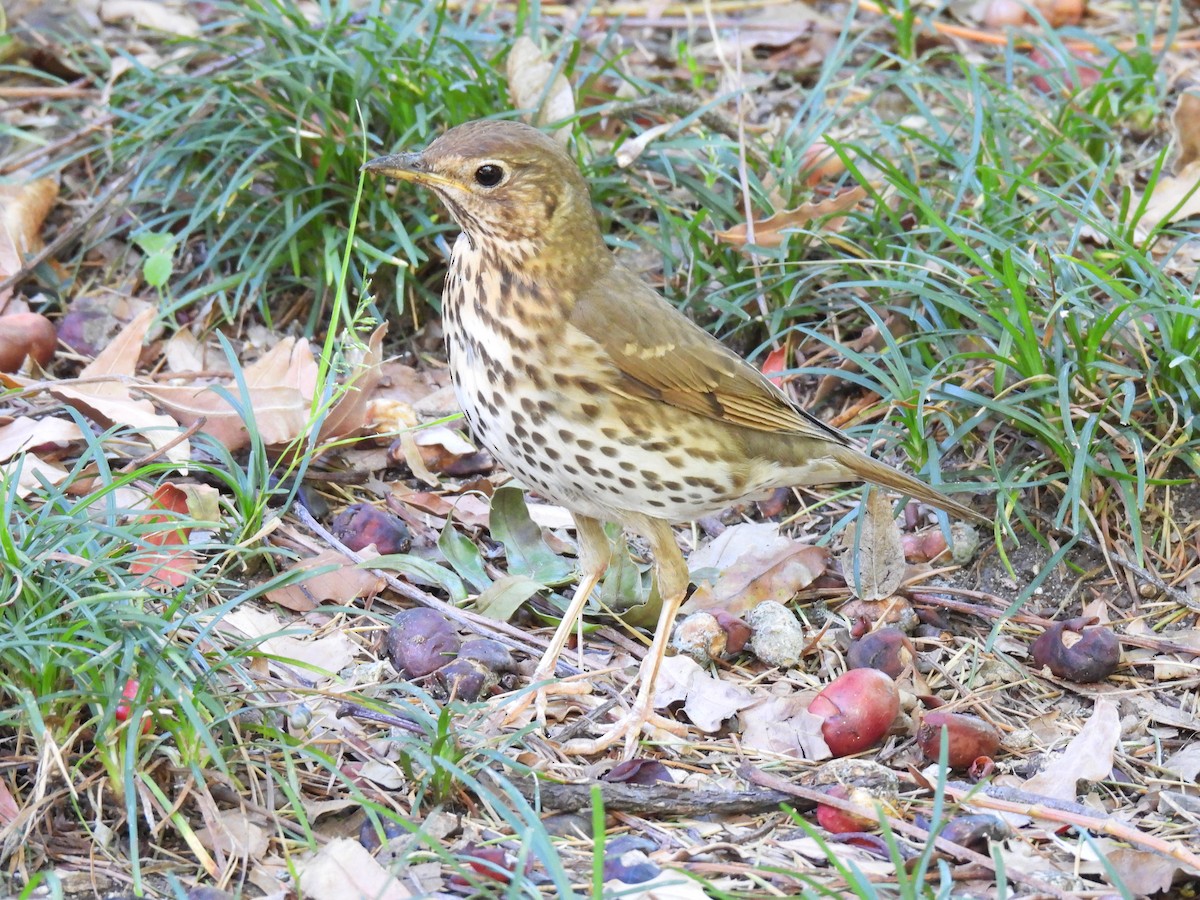 Song Thrush - ML620736365