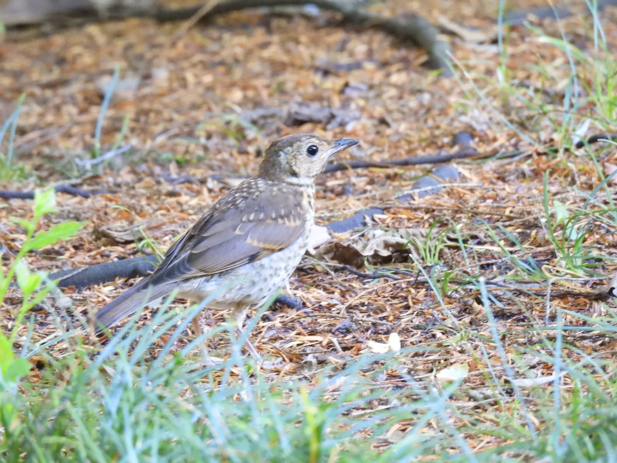 Song Thrush - ML620736367