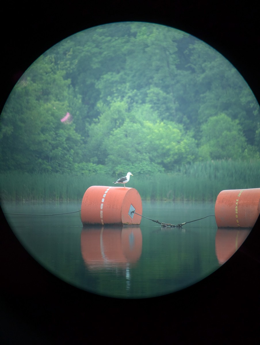 Great Black-backed Gull - ML620736368