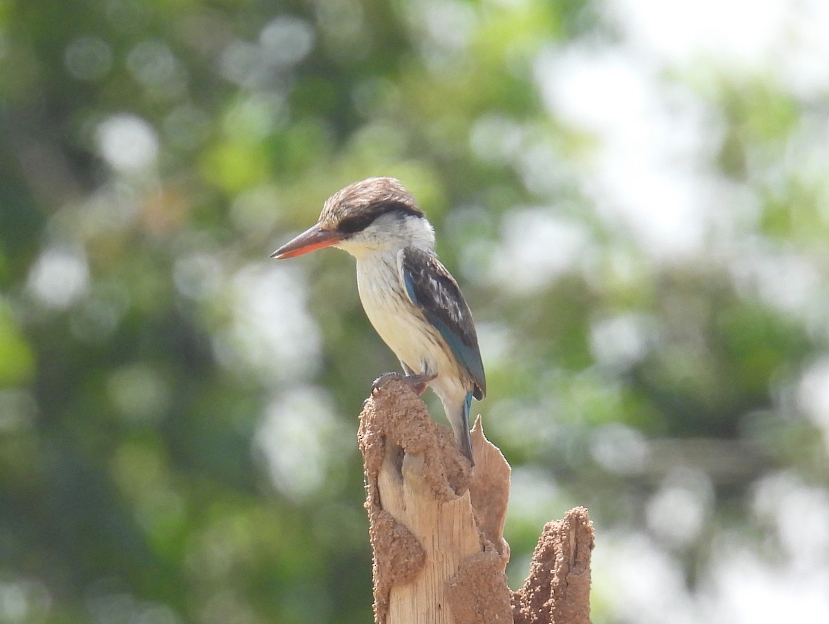 Striped Kingfisher - bob butler