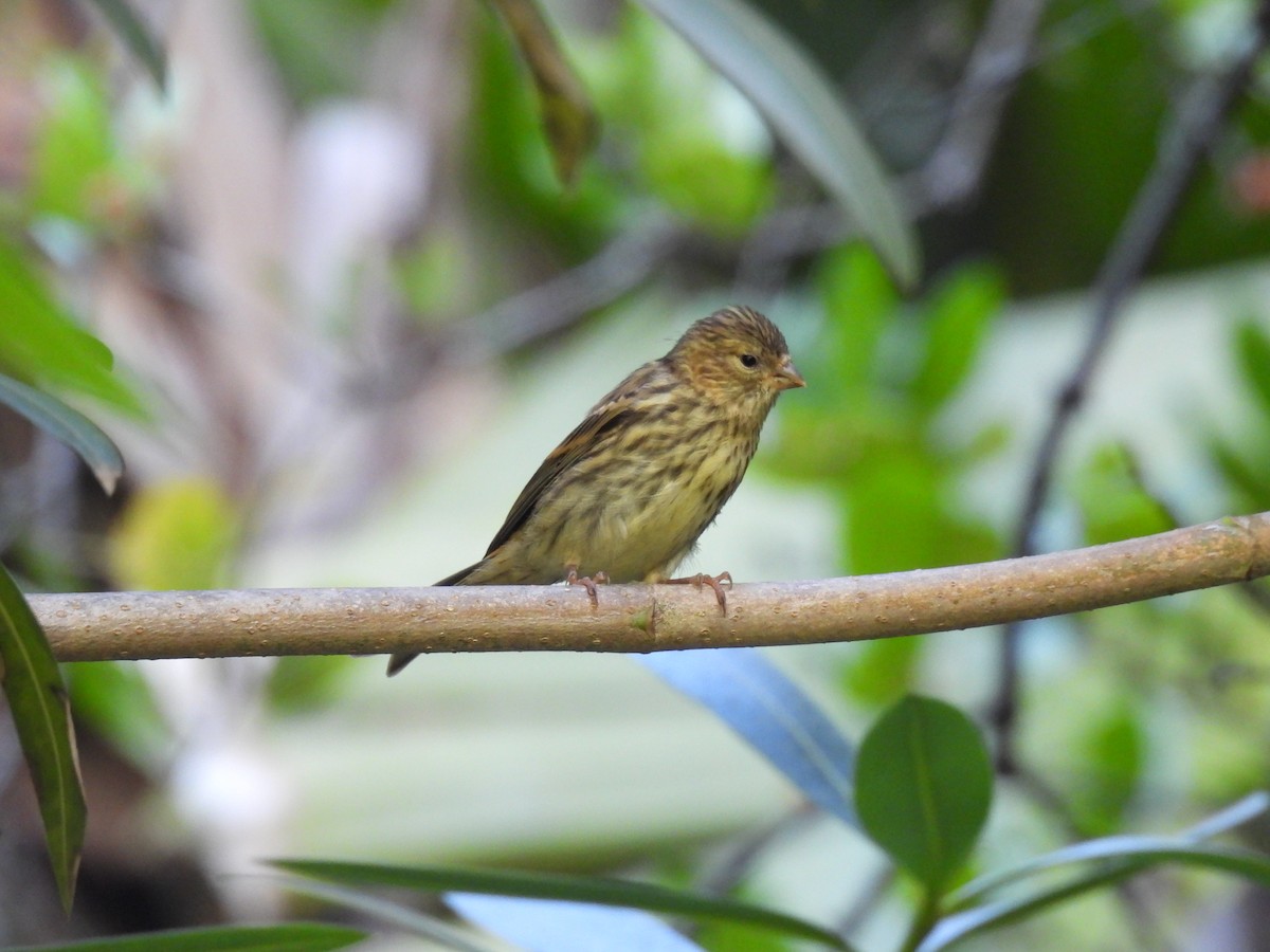 European Serin - ML620736371