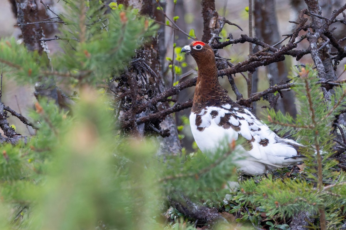 Willow Ptarmigan - ML620736372