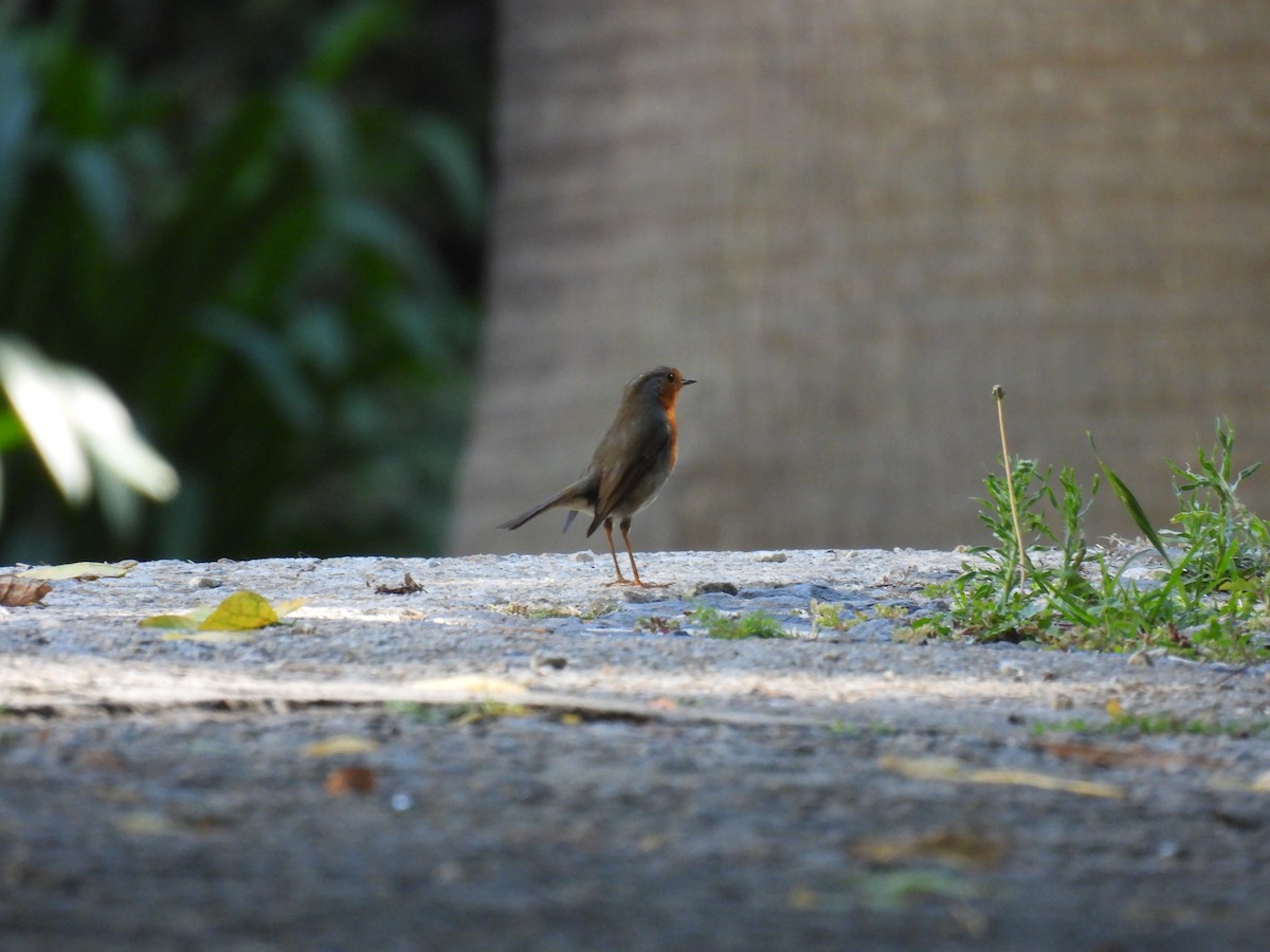 European Robin - ML620736378