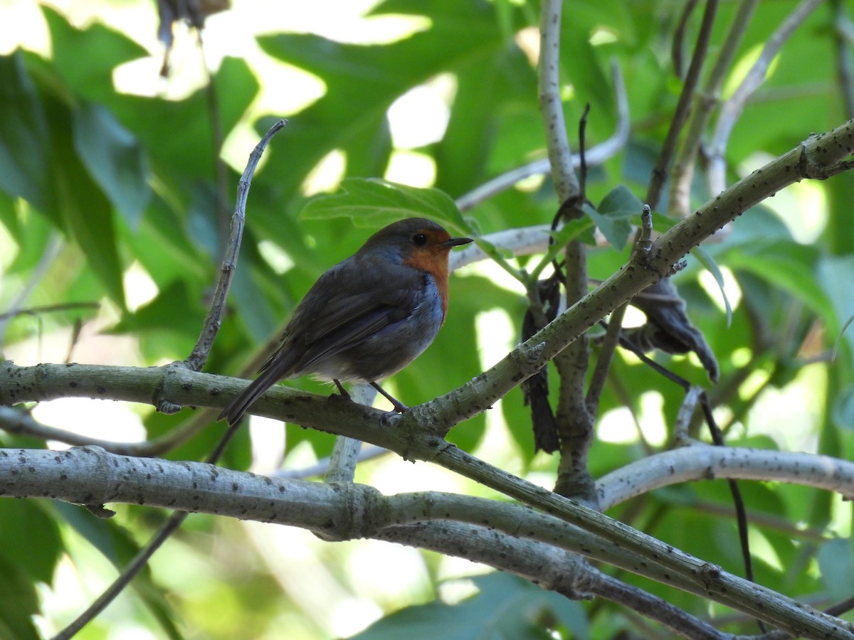 European Robin - Anastasiya Dragun