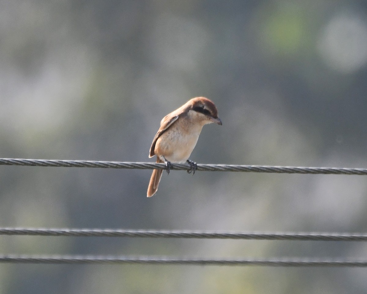 Brown Shrike - ML620736381