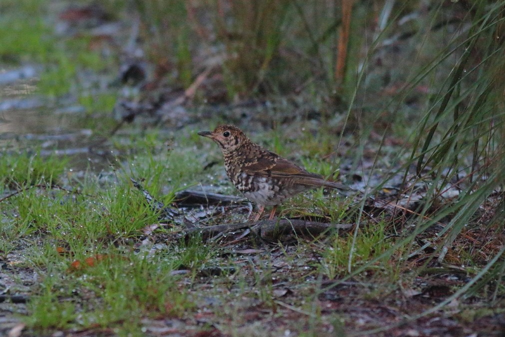 Bassian Thrush - ML620736383