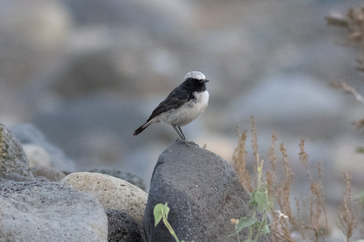 Abyssinian Wheatear - ML620736384