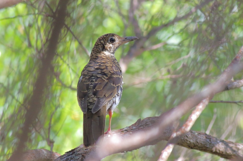 Bassian Thrush - ML620736387